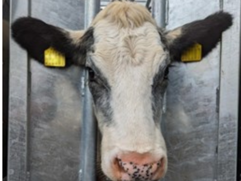 Appeal for information after calves injured and beheaded