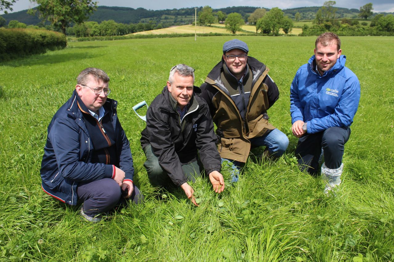 Red clover boosts silage yields on Tyrone dairy farm