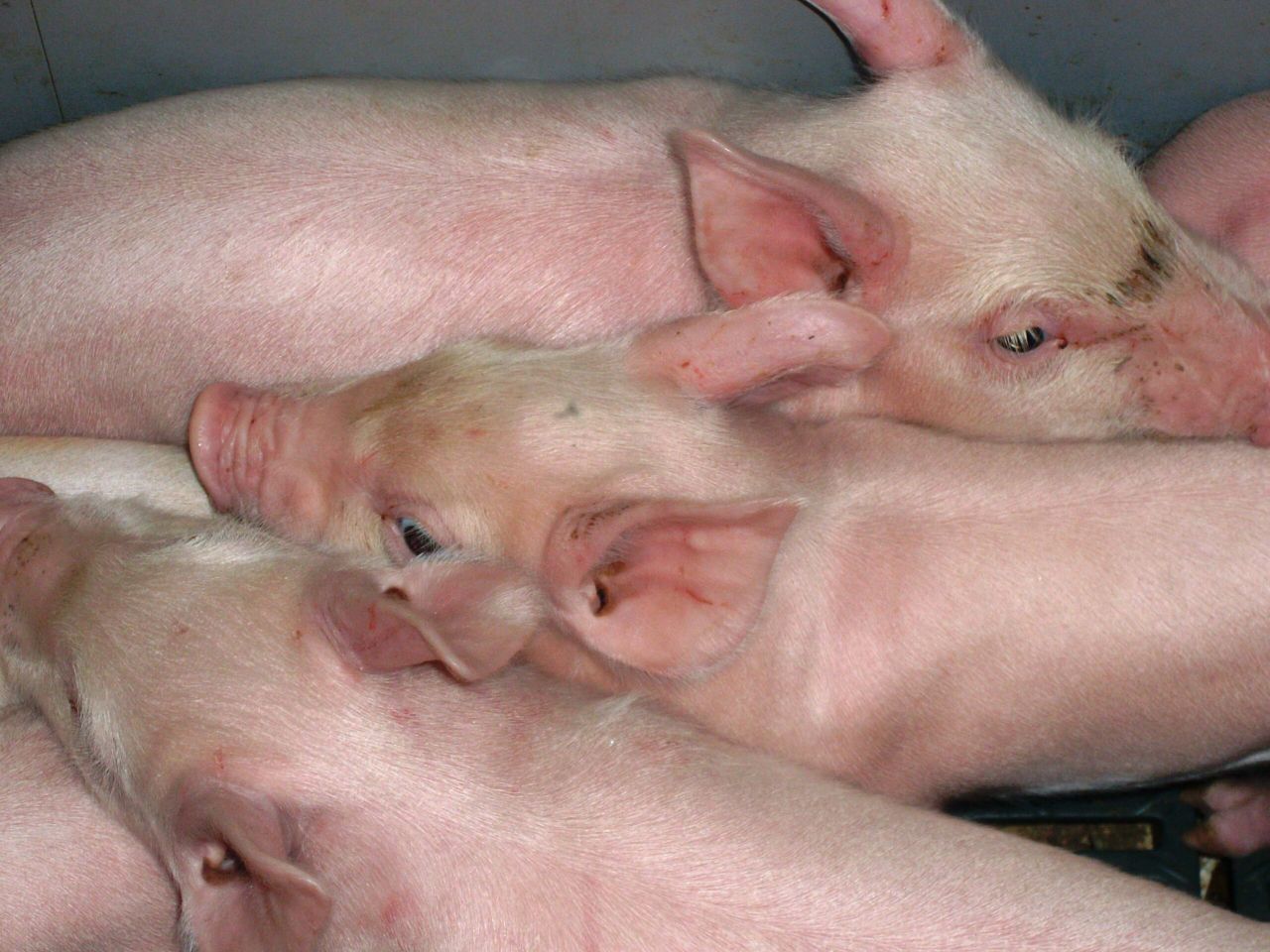 African swine fever outbreak kills 72 pigs in China – report