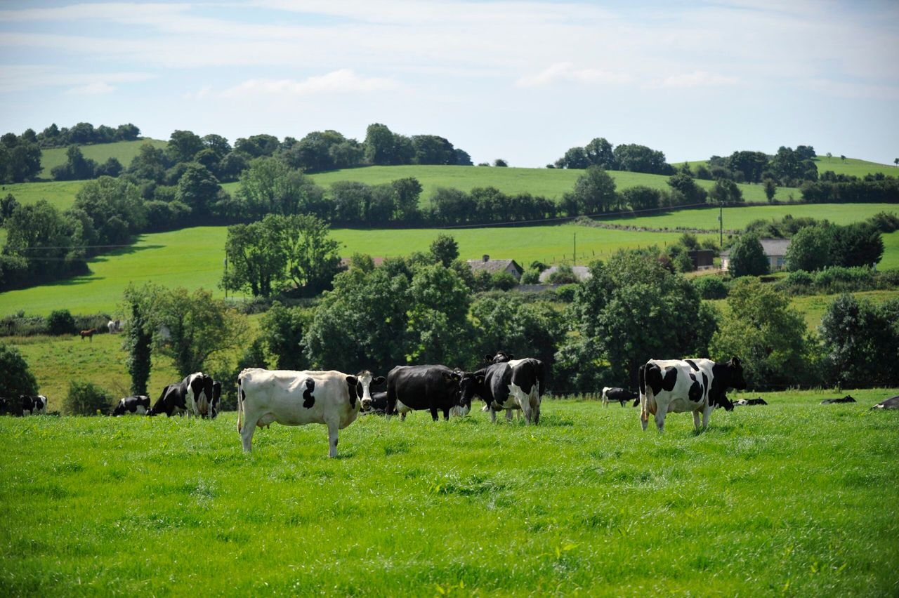 GDT takes nosedive in latest auction