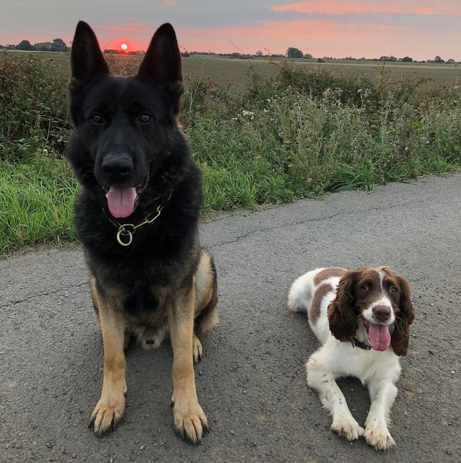 BVA warns pet owners to keep chocolate out of reach of pets this Easter