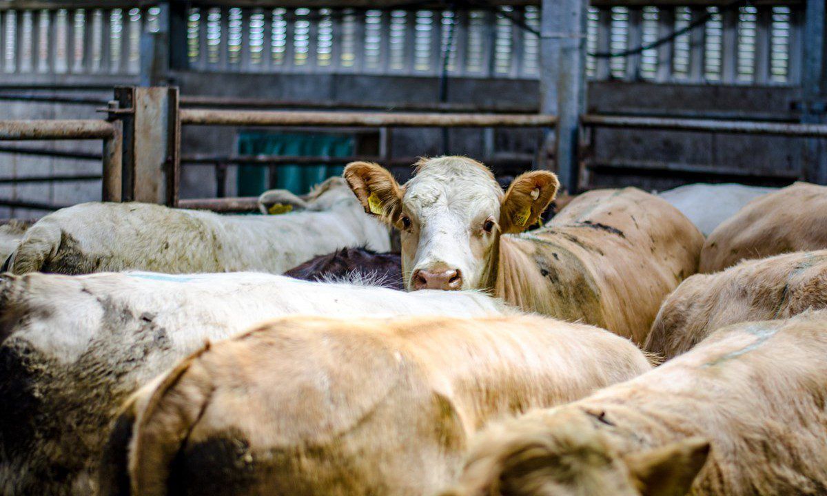 DAERA publishes brucellosis compensation rates for May 2023