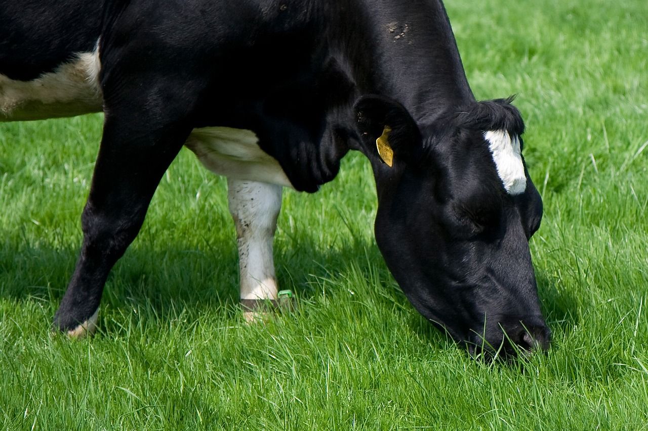 High rate of BVD positives in Fermanagh and Armagh