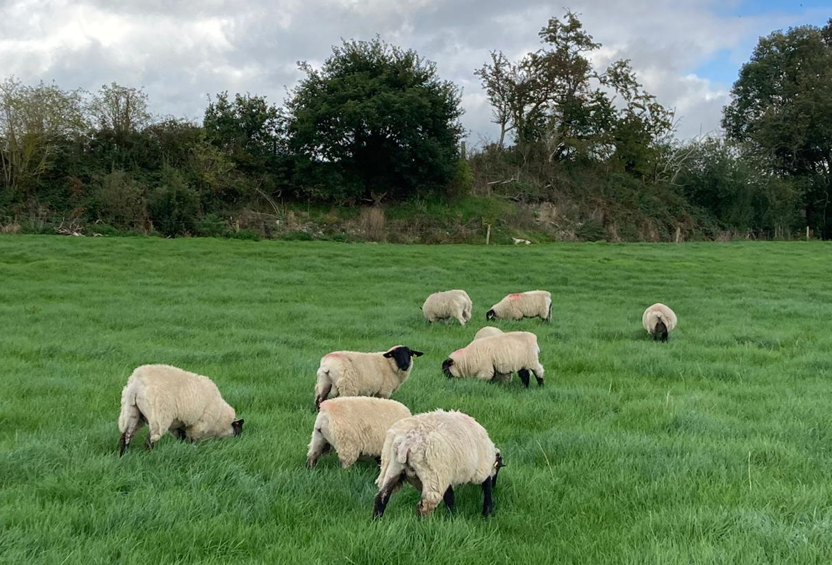 UFU: ‘No excuse’ for processors to cut lamb price as movement rules ease