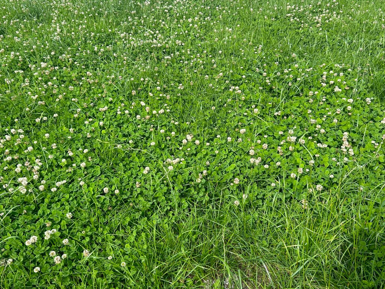 Managing your clover swards during autumn months