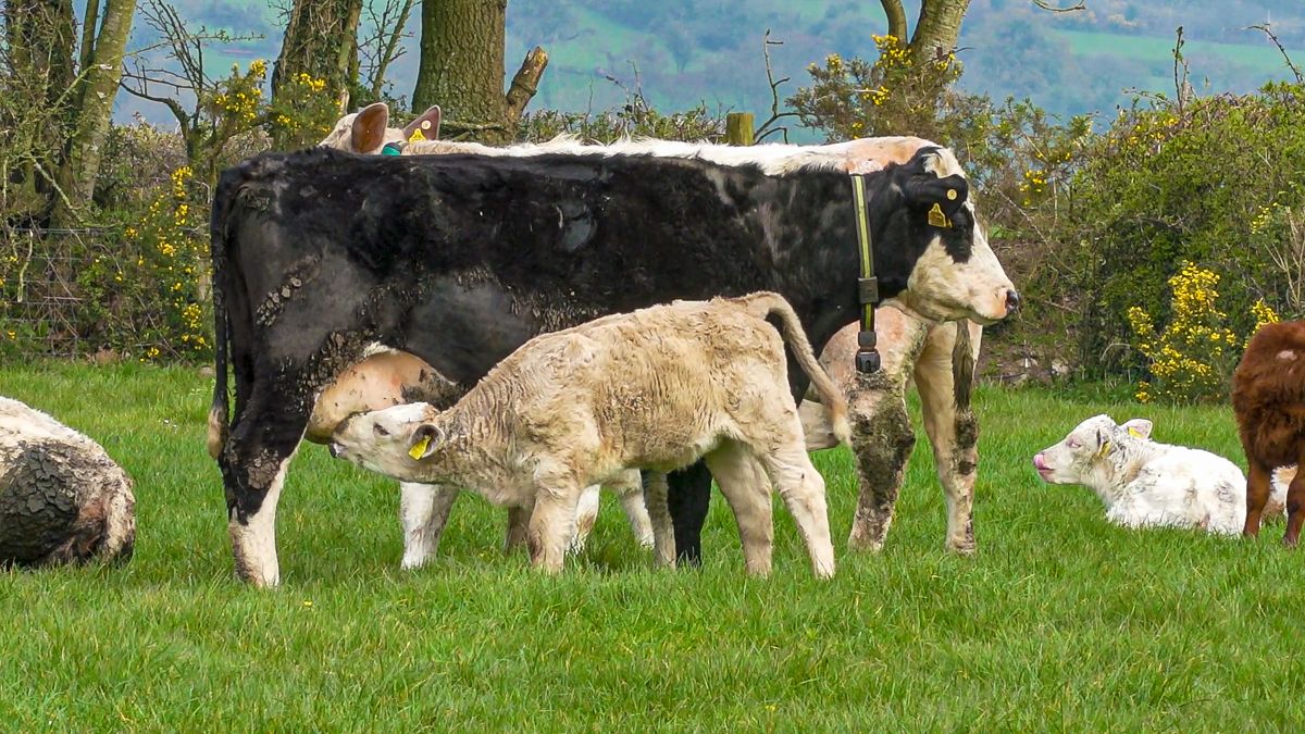 BSAS conference: What will our future beef farms look like?