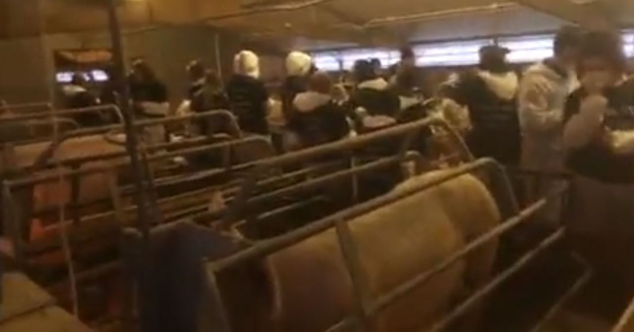 NPA weighing up legal action after 200 vegan activists storm pig farm