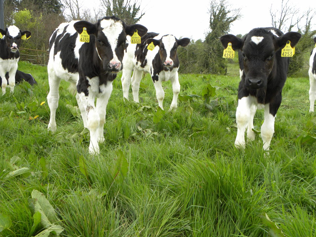 Factors affecting cattle fertility