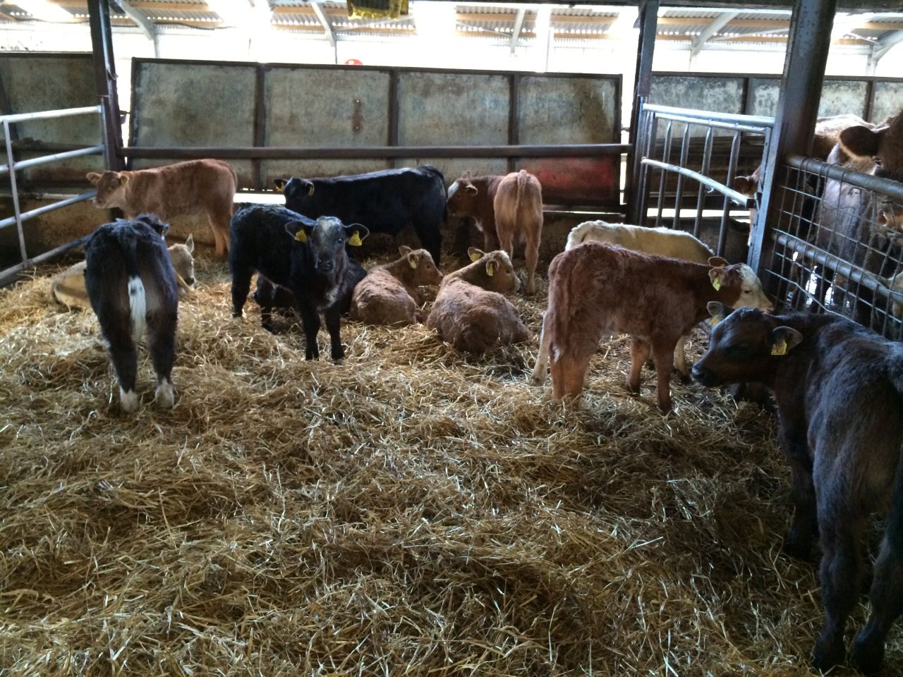 Beef sired calf registrations at highest level since 2008 in Northern Ireland