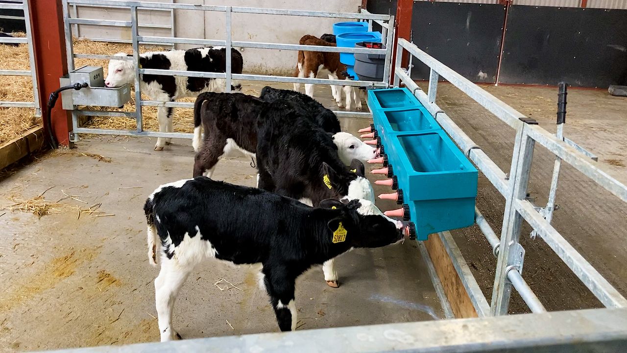 Dairy advice: Moving calves to OAD feeding