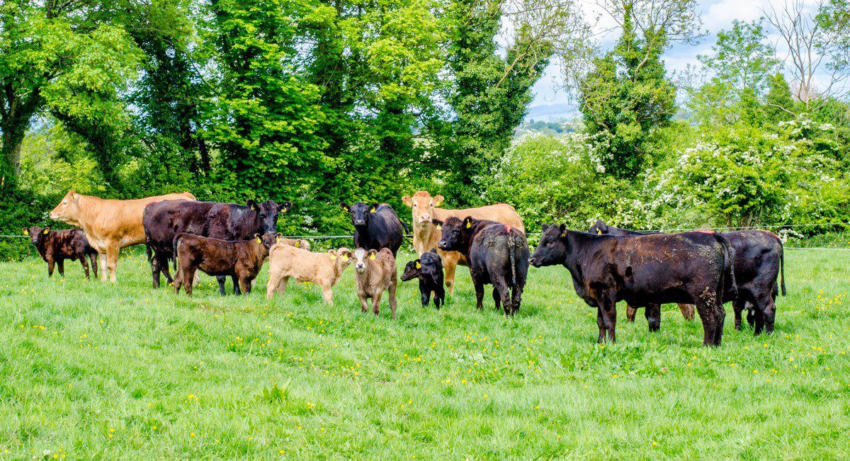 Agri-pharma firm Norbrook’s profits soar in latest accounts