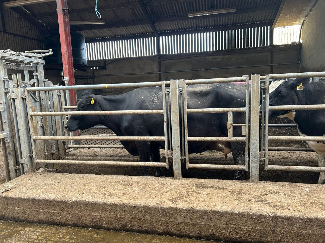 Autumn calving: Getting cows in good condition for breeding