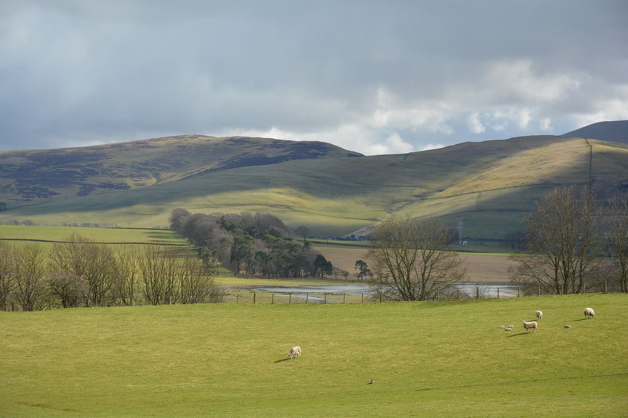 Report: Scotland's total farm income rises by 24% in 2025