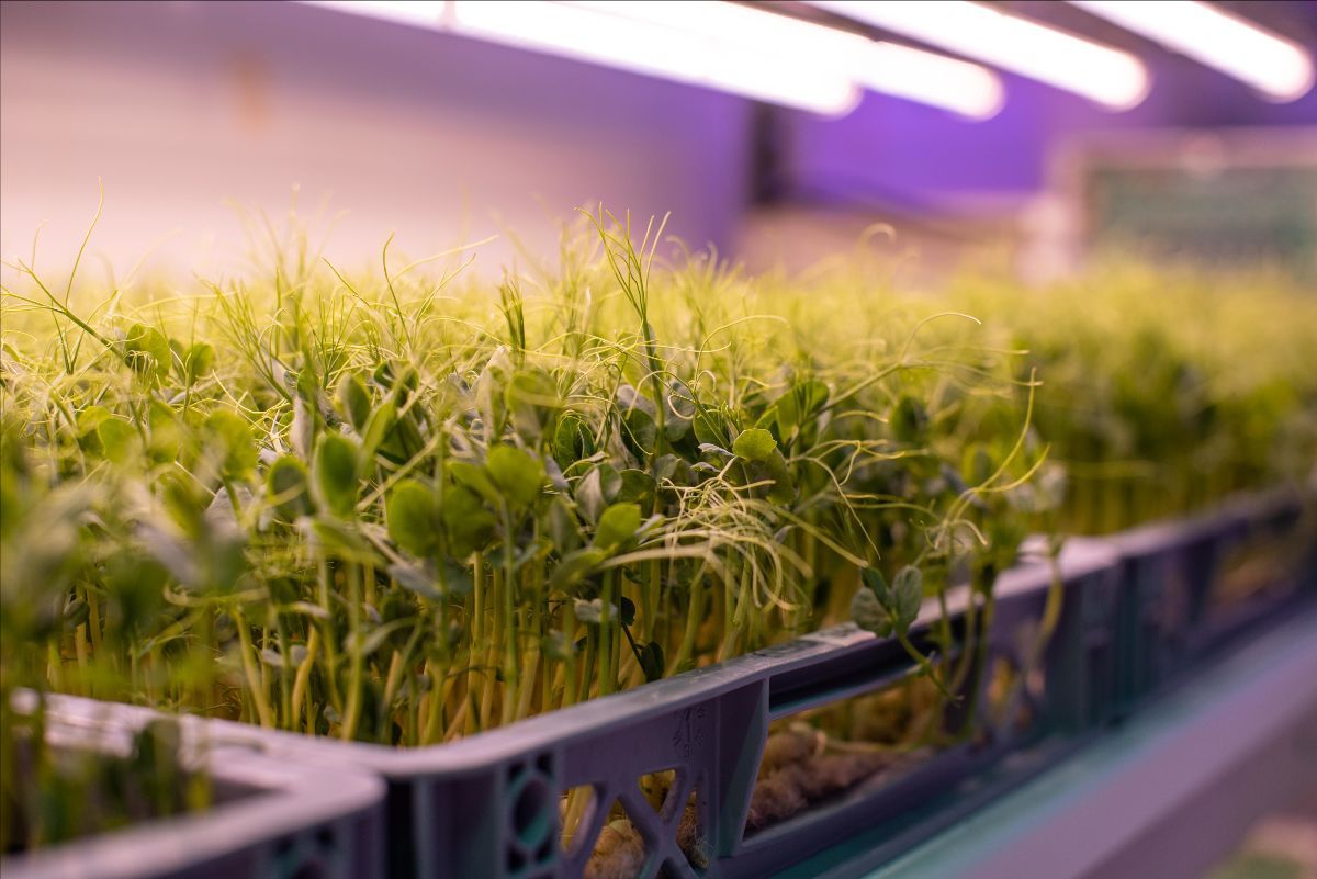 LettUs Grow to accelerate construction of new vertical farms