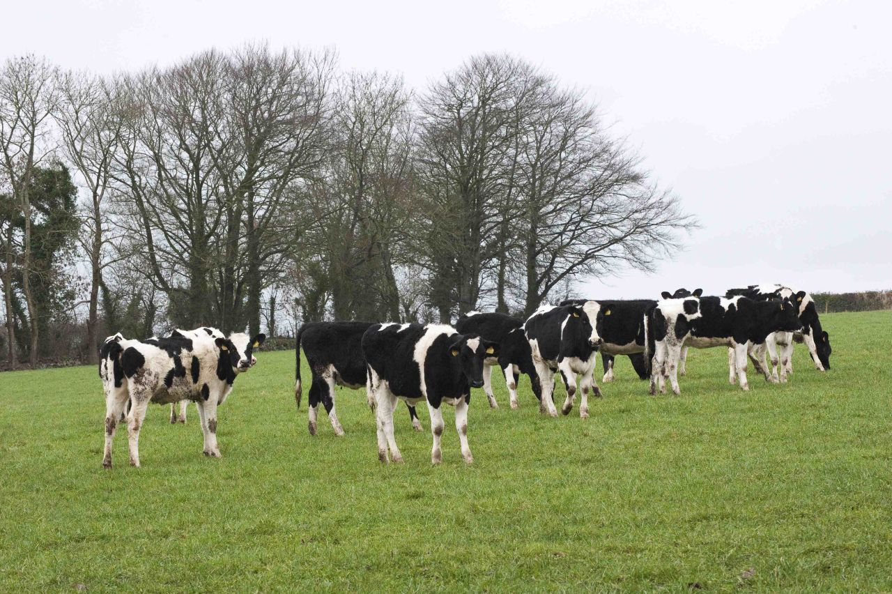 Tired of the beef sector? Could contract heifer rearing work for you?