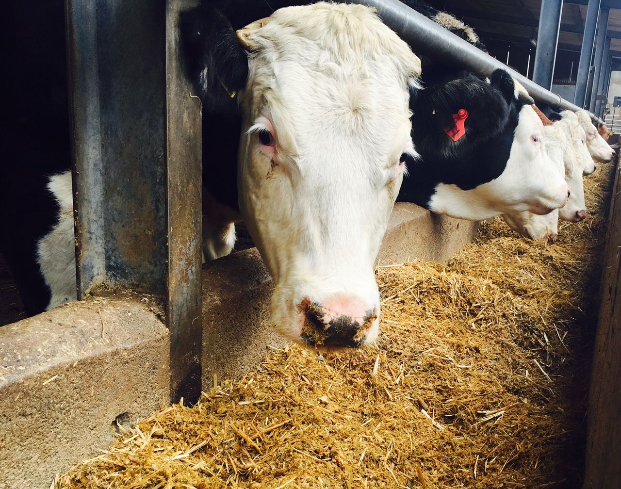 Bluetongue confirmed on two premises in Wales