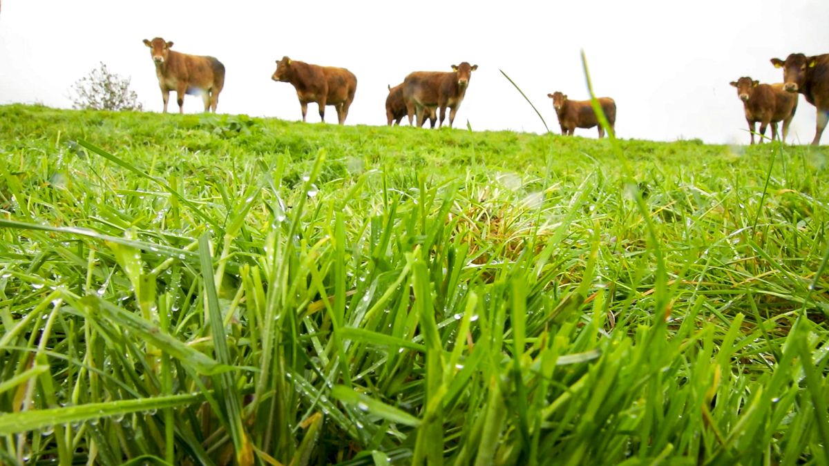 AHDB event to explore regenerating soils while maximising grazing