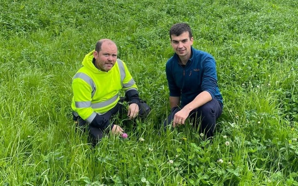 Co. Down sheep farm walk to focus on profit from pasture