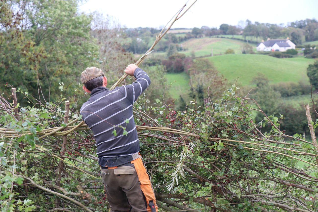 All-Ireland Hedge Laying Championships to take place in Kildare