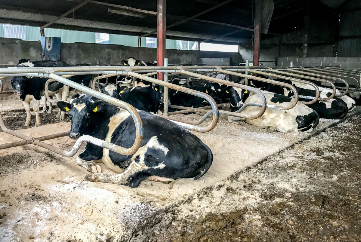 Why is it important to give cows an adequate dry period?