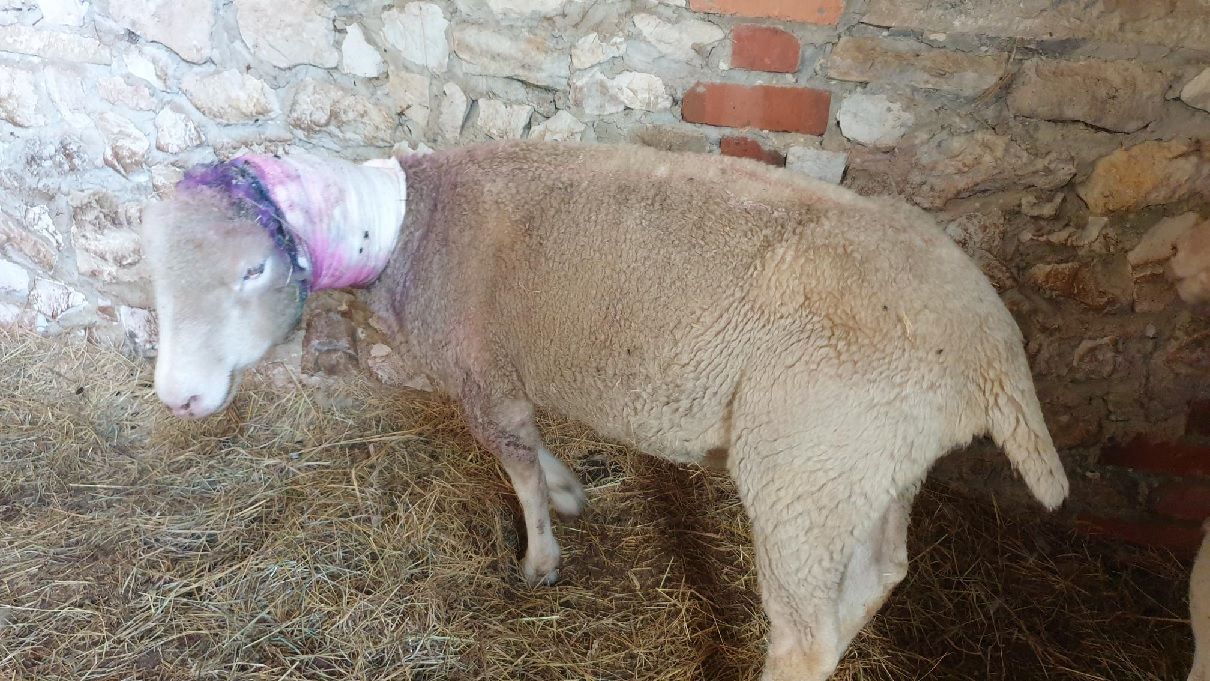 Dorset dog attack: Surviving sheep left with no ears