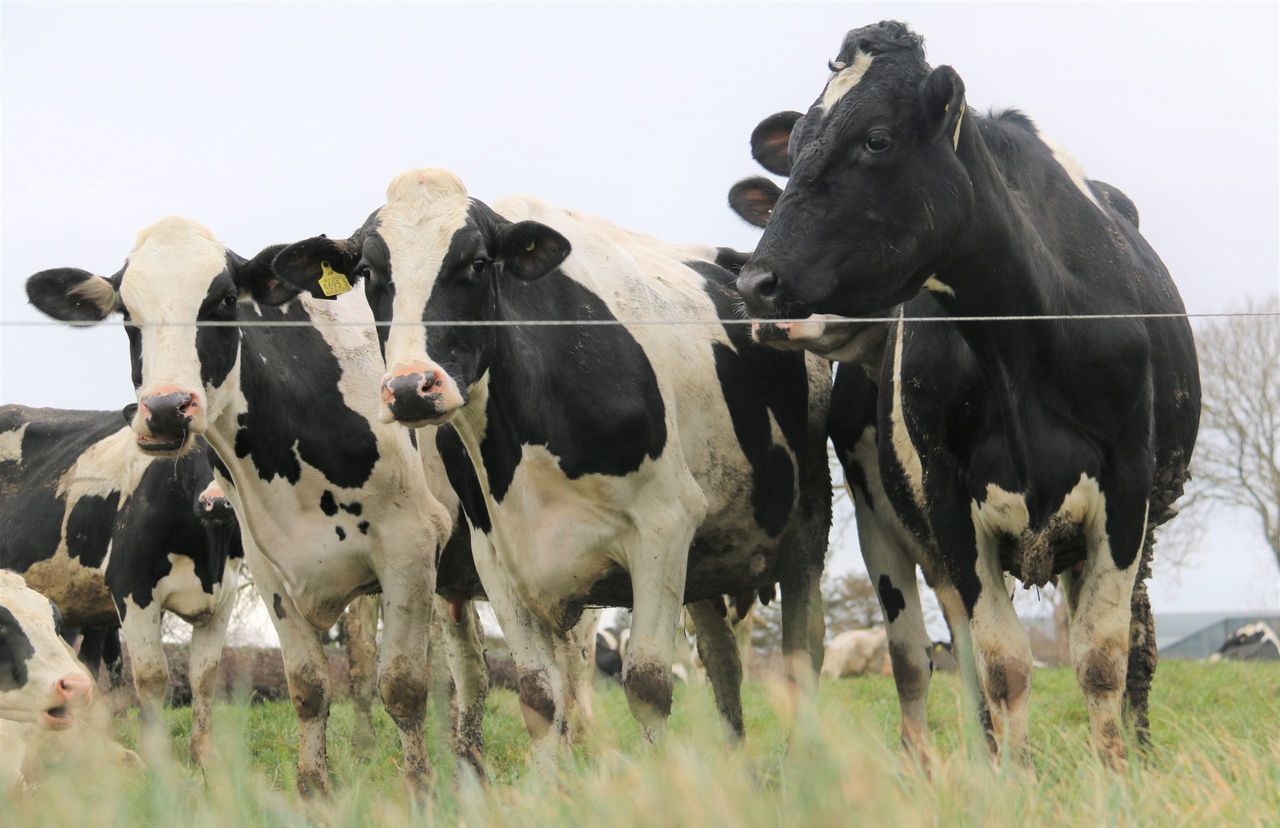 Farmers sought for pioneering grass management programme