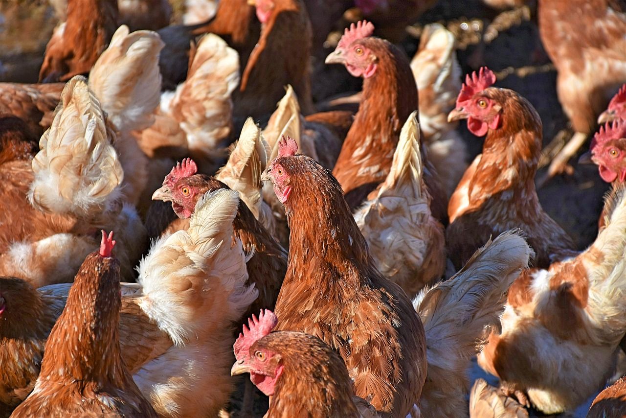 Poultry to account for 41% of protein consumed from meat in 2032