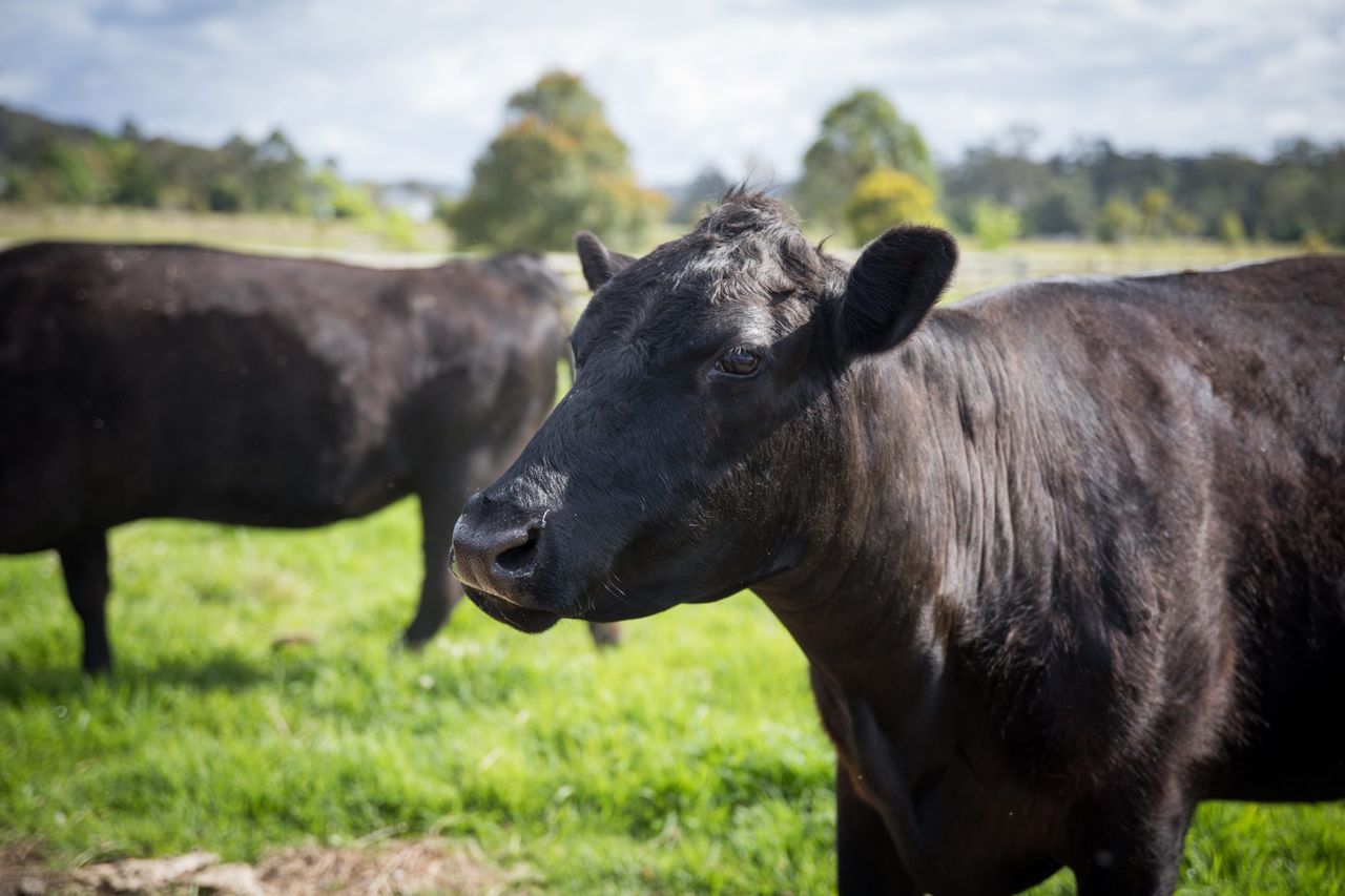 NI farmers urged to ‘opt into’ Beef Carbon Reduction Scheme