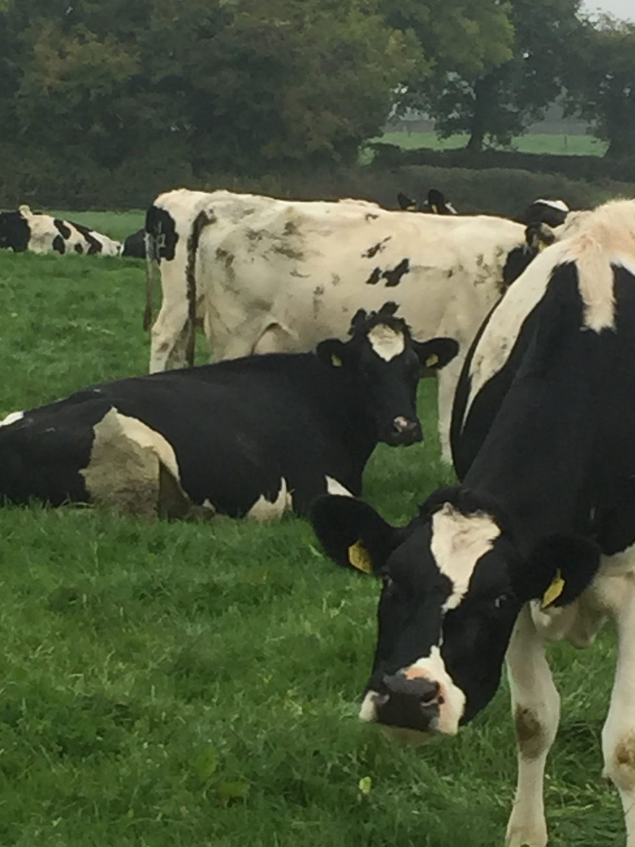 Low milk price likely to cause a jump in EU dairy slaughterings this year