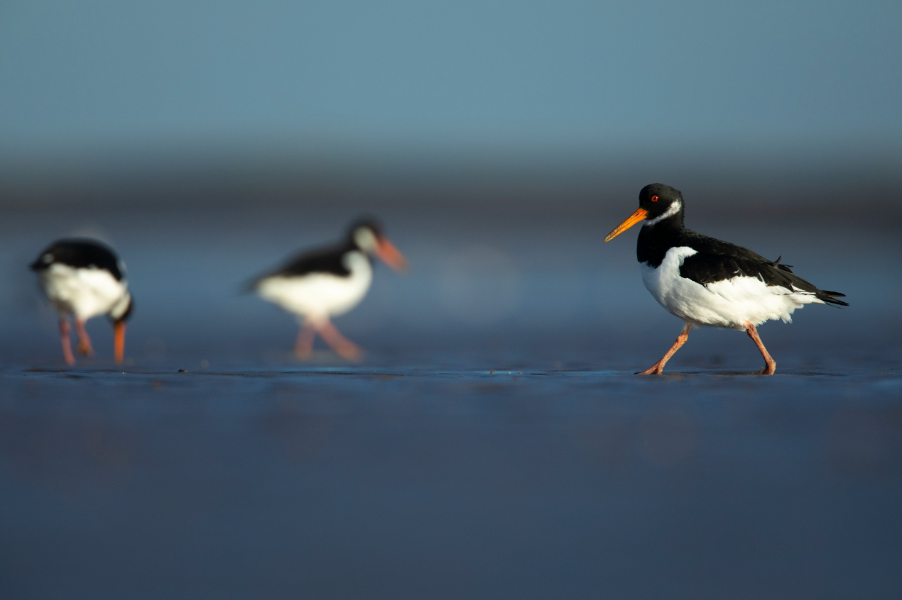 Outbreak of bird flu at Belfast reserve – RSPB NI
