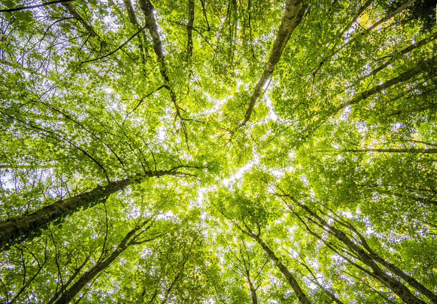 Applications reopen for Tree Production Capital Grant