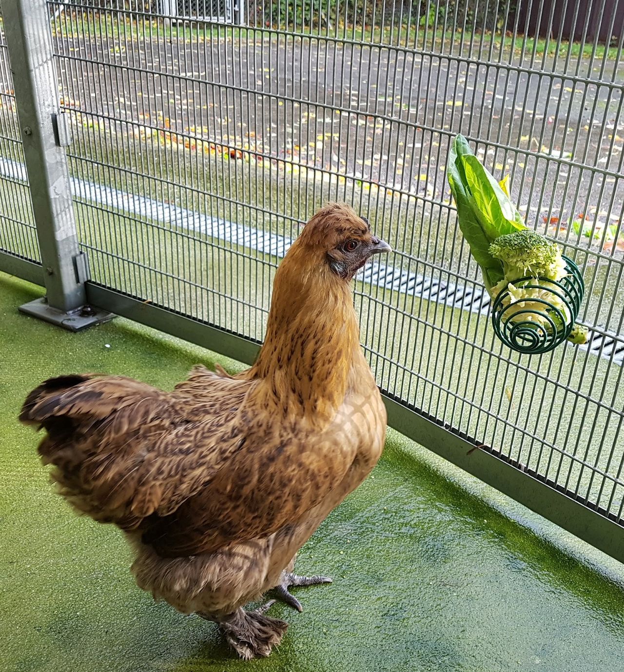 RSPCA Cymru urges poultry owners to follow bird flu guidelines
