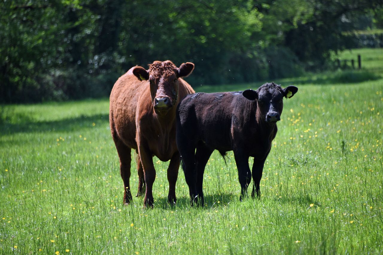Health planning advice improved productivity on farms - HCC