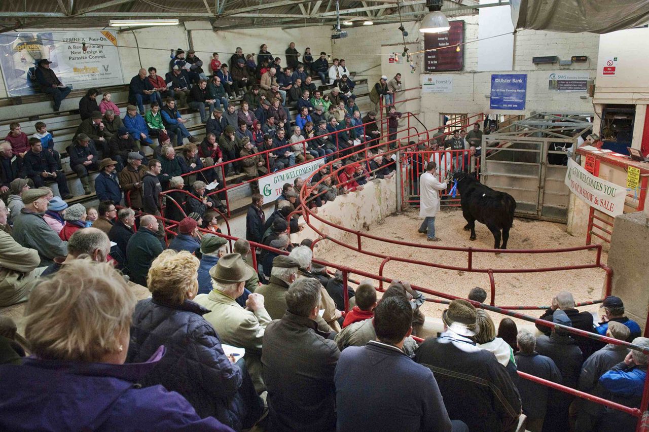 Buy cattle from the comfort of your armchair, as Ballina Mart goes digital