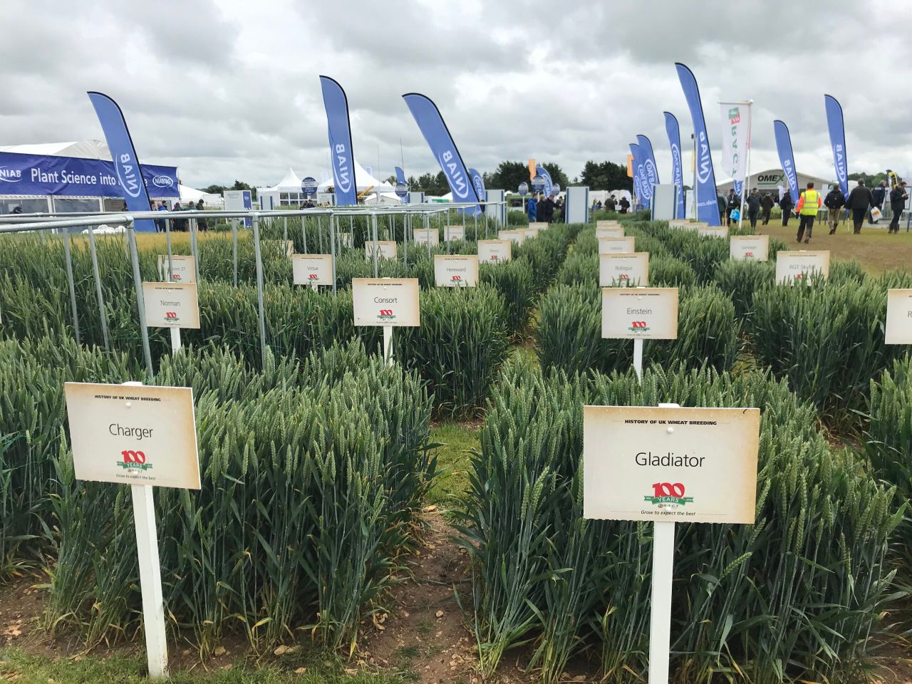 A look at the history of wheat at Cereals