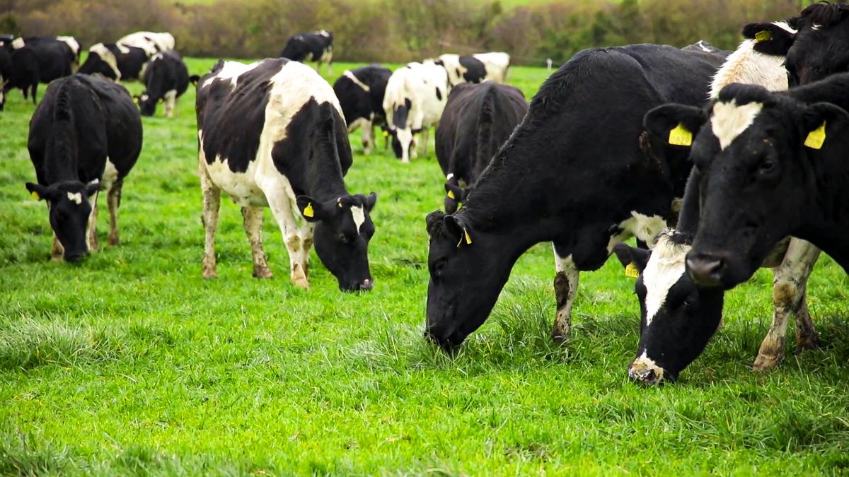 Arla calls on Gen Z to consider a career in dairy