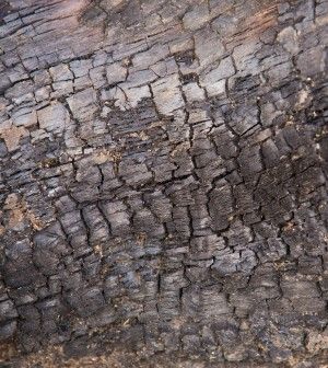 Update on ash dieback outbreak