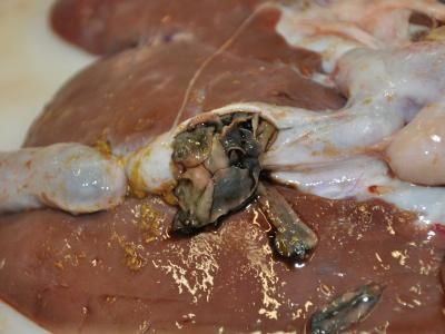 Rise in liver fluke infections spotted in UK cattle and sheep carcasses