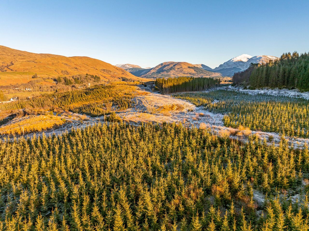 UK commercial forestry values look set to grow in 2024