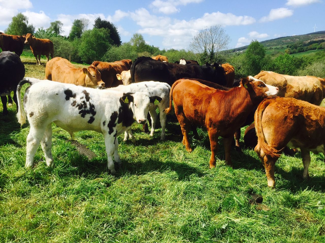 Beef cattle numbers remain tight as grass cattle are slow to come on stream