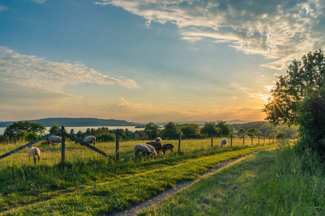 NI rural crime figures still ‘deeply concerning’ despite drop – MP