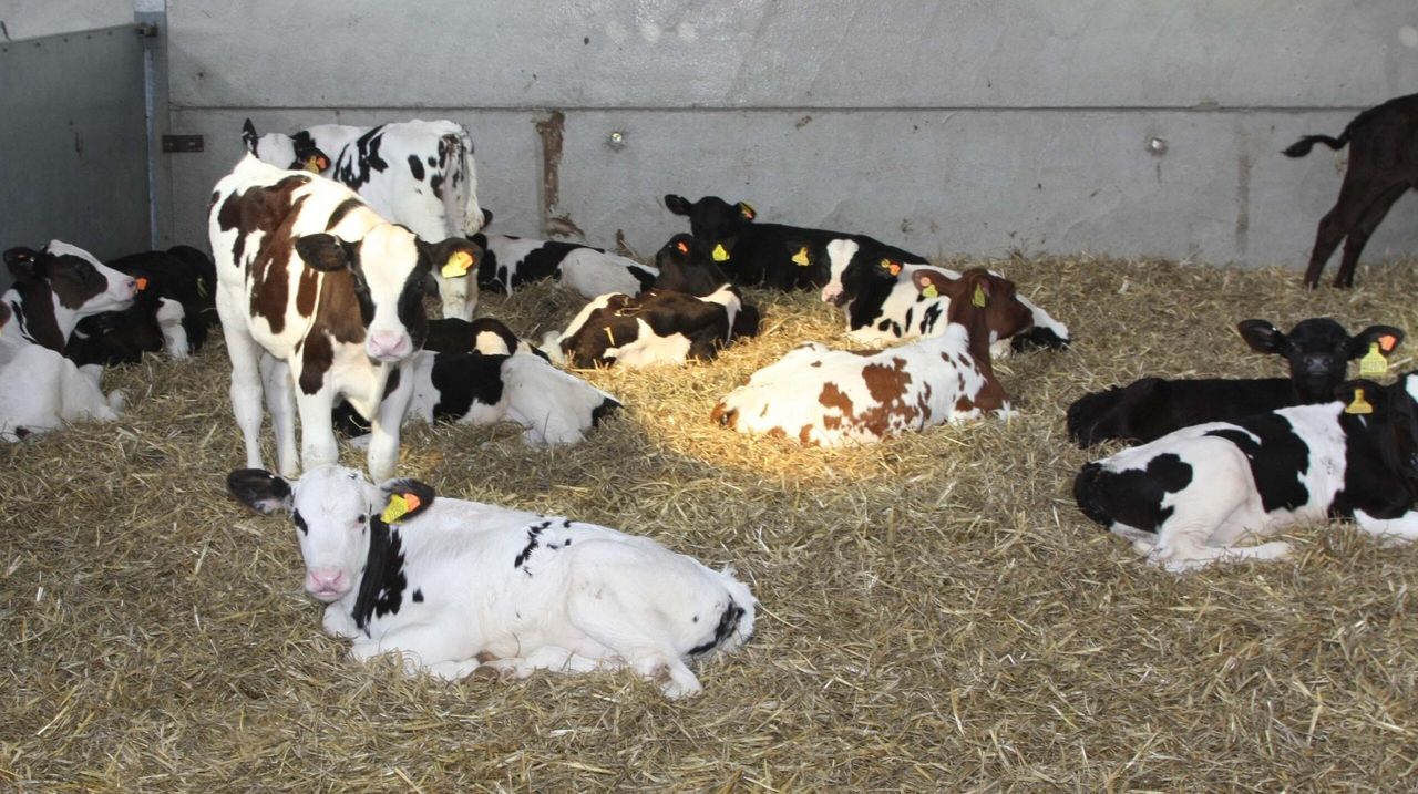 Calves with company found to grow the best