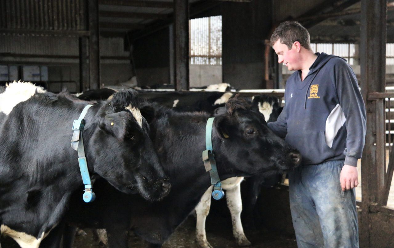 NI indepth: 'New Zealand inspired me to swap sucklers for dairy cows'