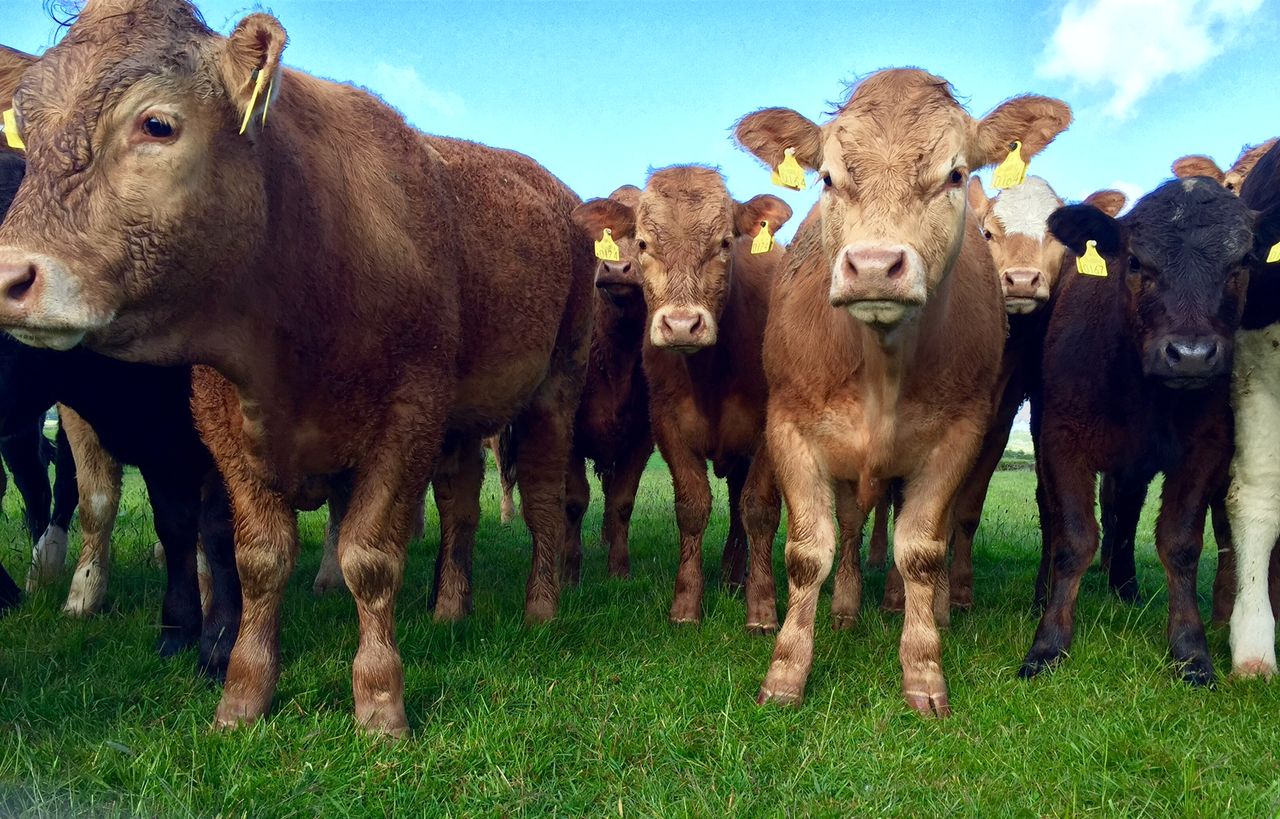 'Beef price to remain under pressure for rest of 2016'
