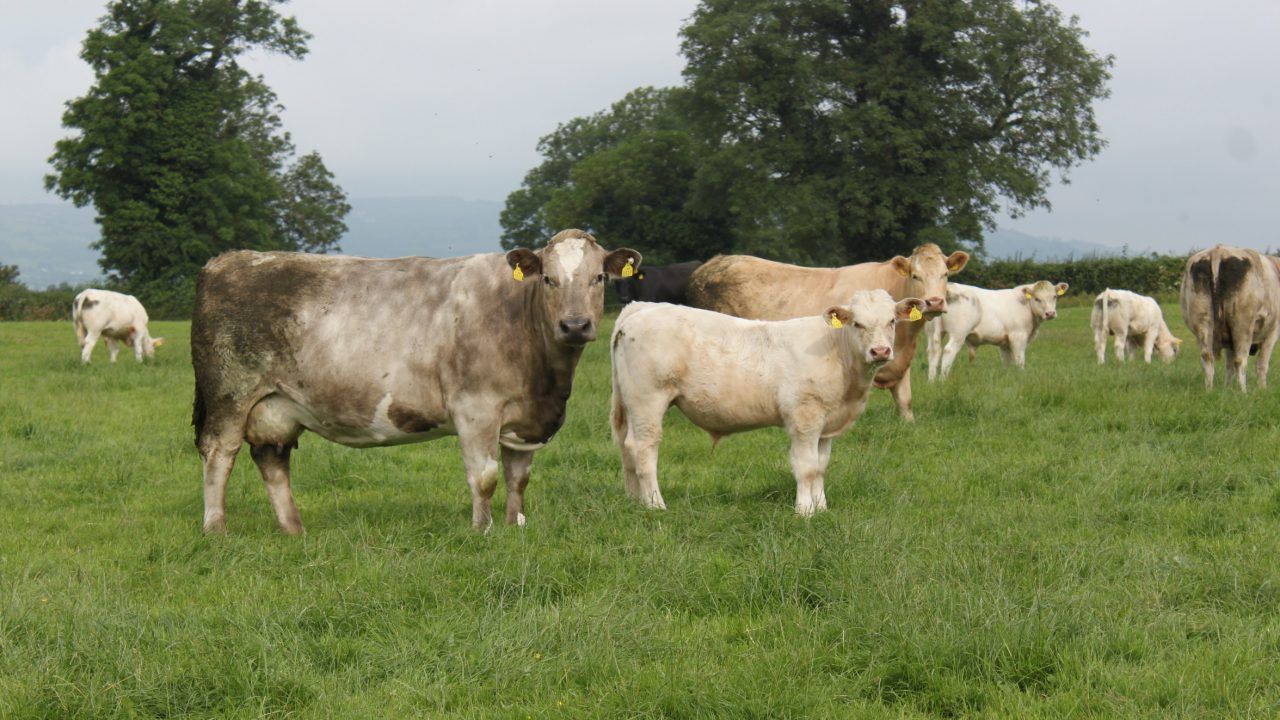 Sexed semen proving to be a success on NI suckler farm