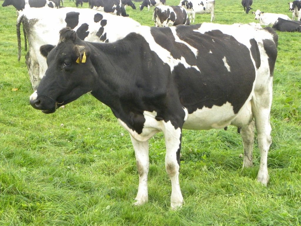 12 Member States exceeded milk quota by 2,938,000t