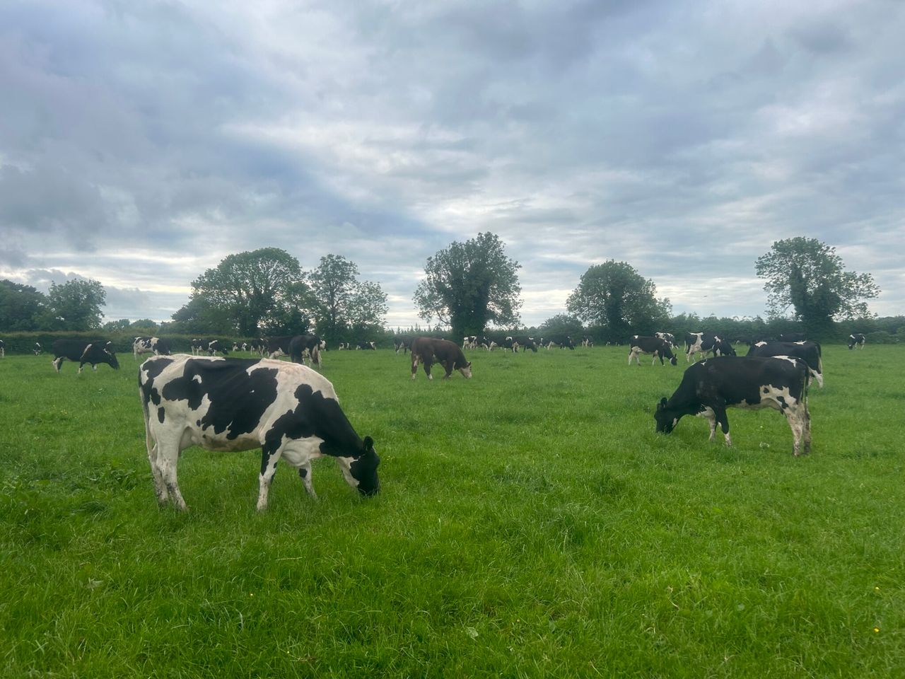 Survey launched in NI for renewable energy generation on dairy farms