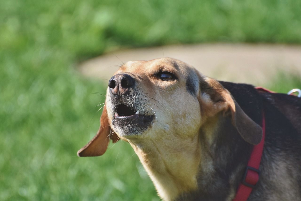 New law to protect farm animals from dog attacks comes into force