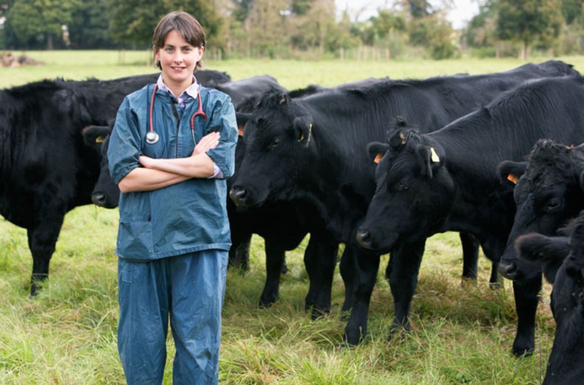'Stamp Out' BVD campaign recruits 120 veterinary practices within 6 months