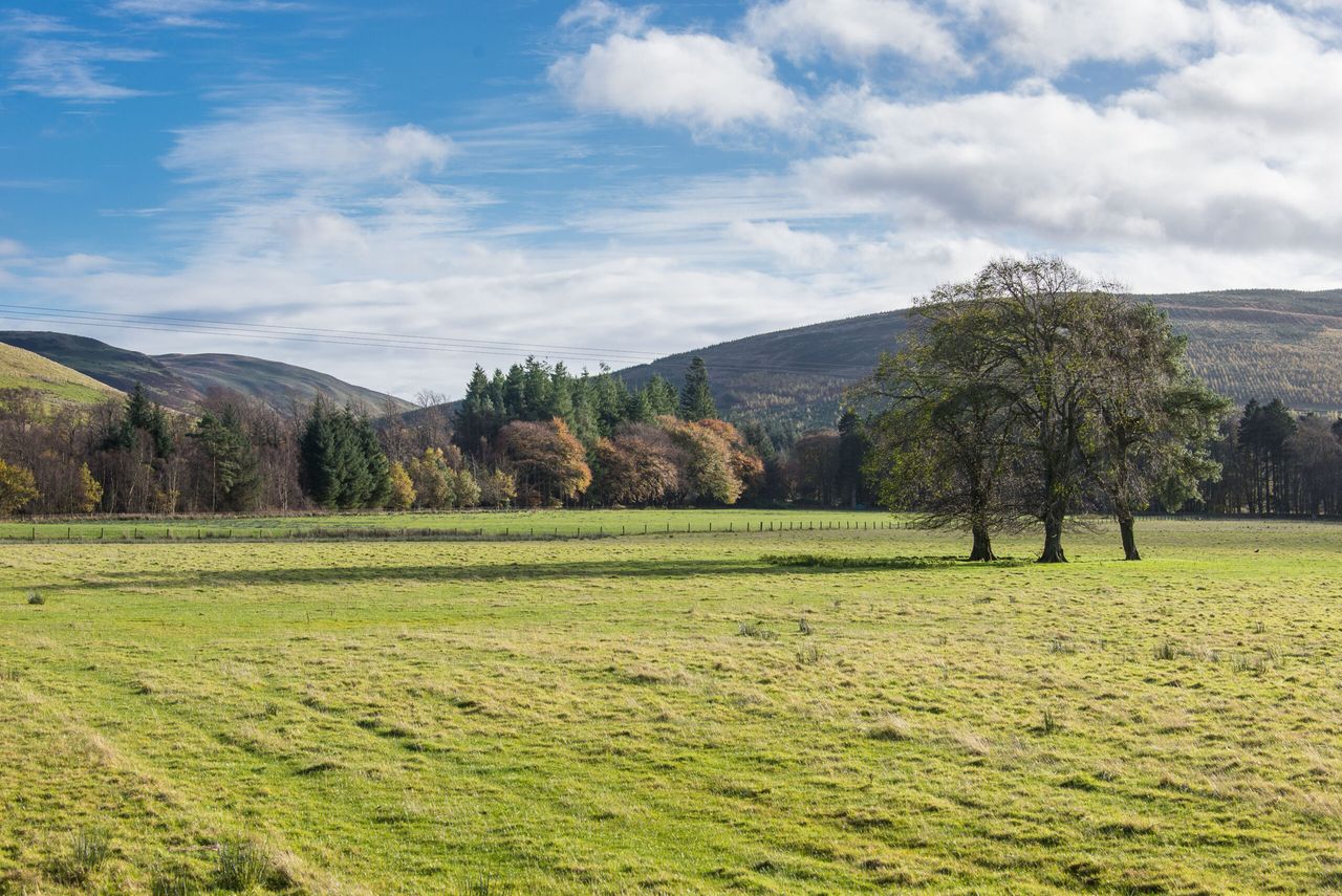 44,000 trees to be planted as Urban Tree Challenge Fund reopens